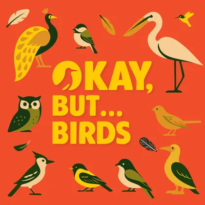 Okay, But... Birds show art
